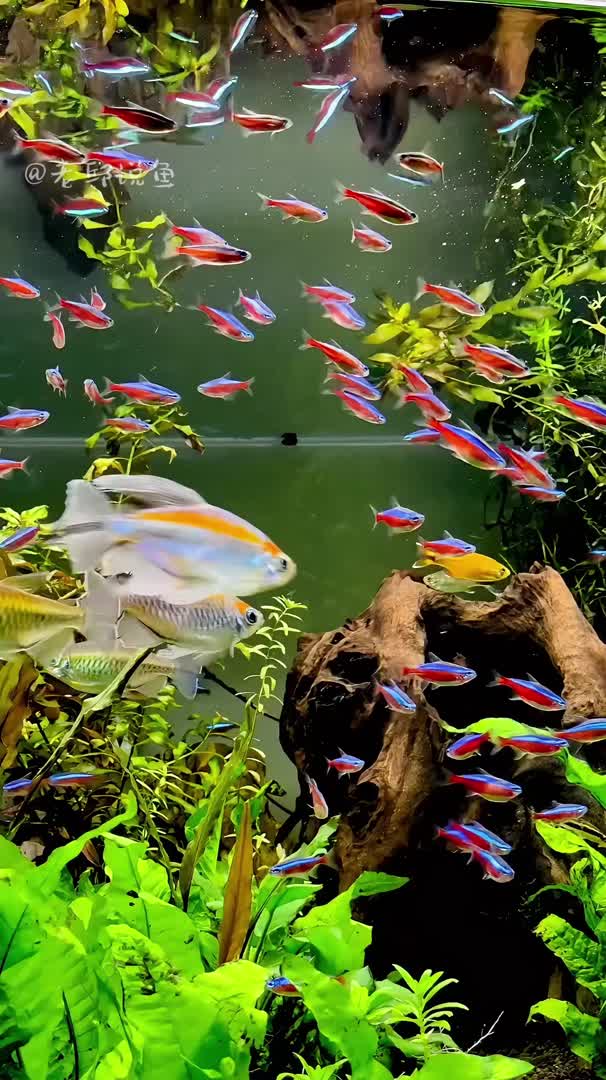 水族箱的魅力 美麗魚，治愈心靈