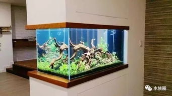 您說(shuō)魚缸水族箱占地，我們笑了 方寸之間，自有天地