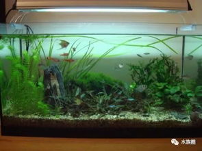 什么是生態(tài)水族箱？——揭秘現(xiàn)代水族藝術(shù)的生態(tài)平衡之道