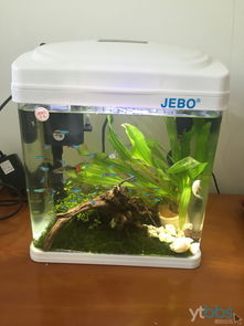 桌面上的微觀海洋 小型迷你LOED生態(tài)創(chuàng)意魚缸選購(gòu)與造景指南